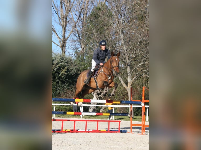 Spanish Sporthorse Gelding 6 years 17 hh Brown in Alcorcon