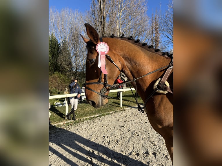 Spanish Sporthorse Gelding 6 years 17 hh Brown in Alcorcon