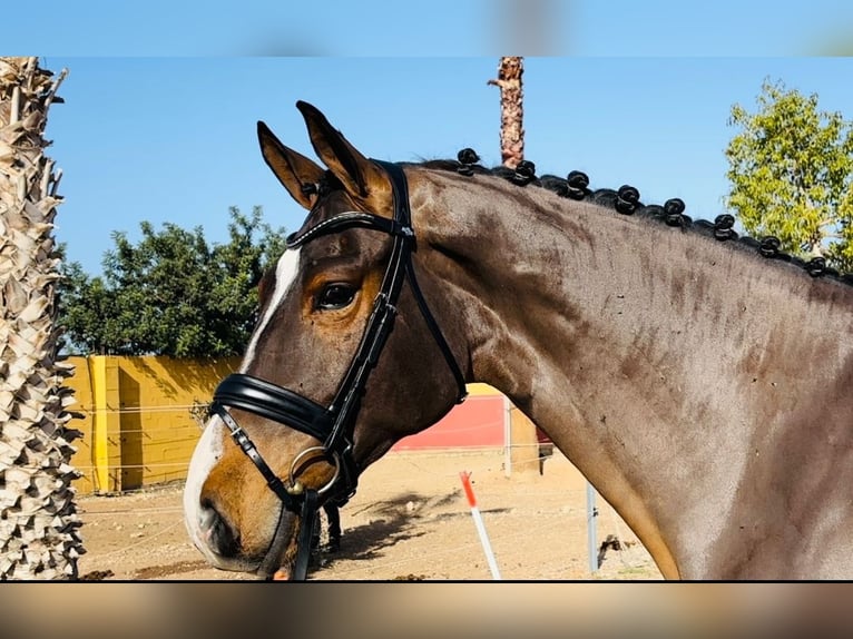 Spanish Sporthorse Gelding 6 years 17 hh Brown in Montecolorado (Urbanizacion)
