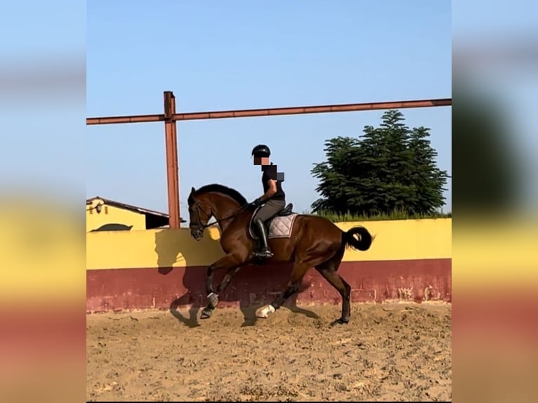 Spanish Sporthorse Gelding 6 years 17 hh Brown in Montecolorado (Urbanizacion)