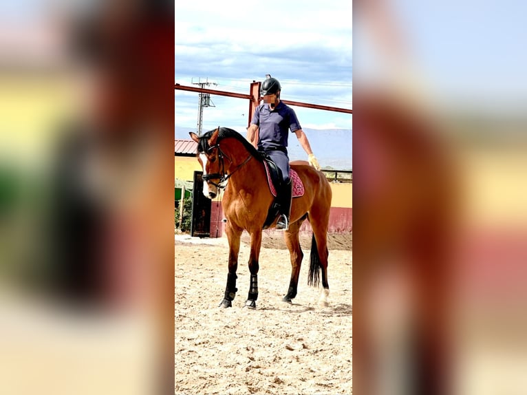 Spanish Sporthorse Gelding 6 years 17 hh Brown in Montecolorado (Urbanizacion)