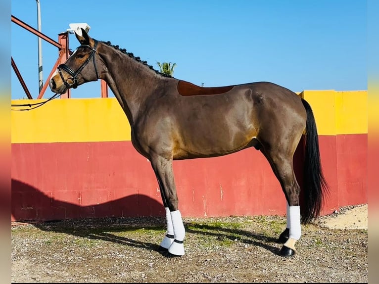 Spanish Sporthorse Gelding 6 years 17 hh Brown in Montecolorado (Urbanizacion)