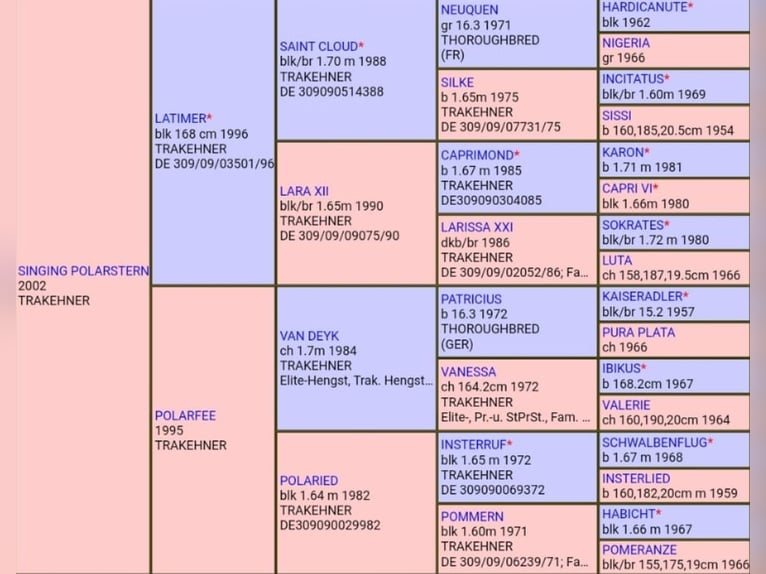 Spanish Sporthorse Gelding 6 years 17 hh Brown in Valencia