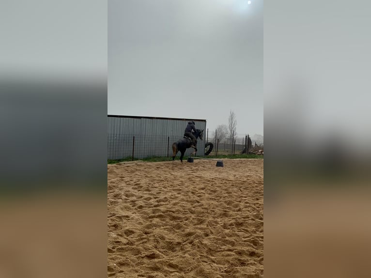 Spanish Sporthorse Gelding 6 years 17 hh Gray in Guarrate