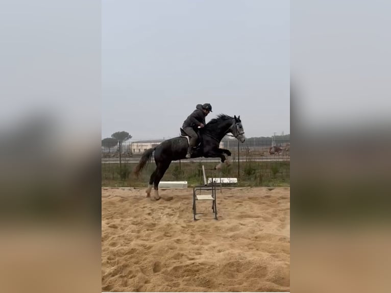 Spanish Sporthorse Gelding 6 years 17 hh Gray in Guarrate