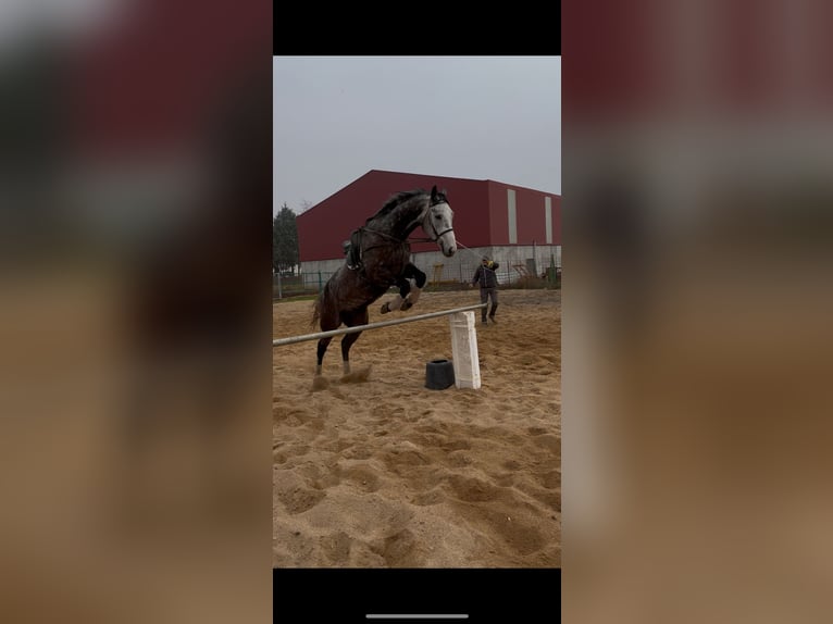 Spanish Sporthorse Gelding 6 years 17 hh Gray in Guarrate