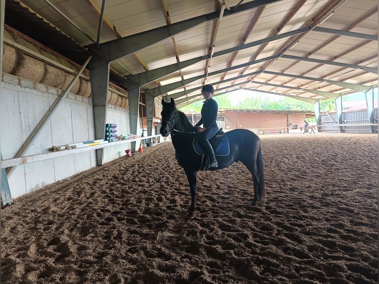 Spanish Sporthorse Gelding 6 years Black in Grenzach-Wyhlen