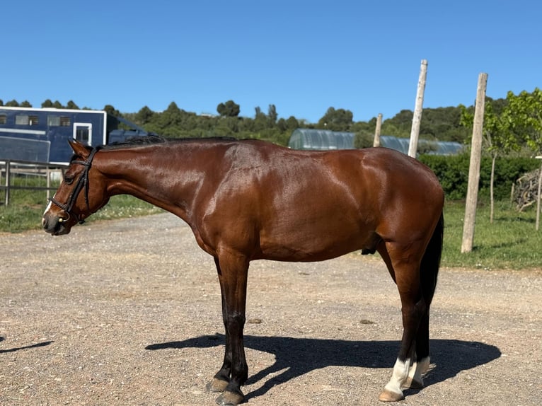 Spanish Sporthorse Gelding 6 years Brown in Montblanc