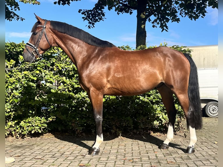 Spanish Sporthorse Gelding 7 years 15,2 hh Brown in Chaam