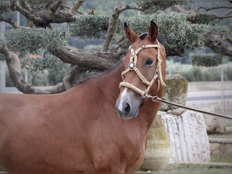 Spanish Sporthorse Mix Gelding 7 years 15,2 hh Brown in Valencia