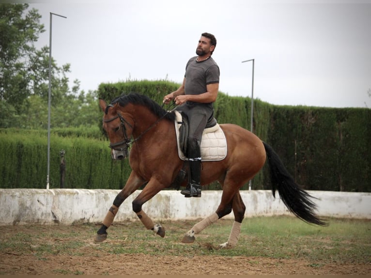 Spanish Sporthorse Mix Gelding 7 years 15,2 hh Brown in Valencia
