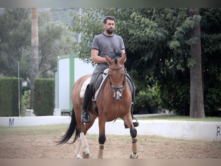 Spanish Sporthorse Mix Gelding 7 years 15,2 hh Brown in Valencia