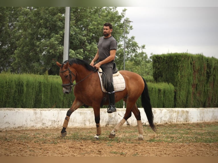 Spanish Sporthorse Mix Gelding 7 years 15,2 hh Brown in Valencia