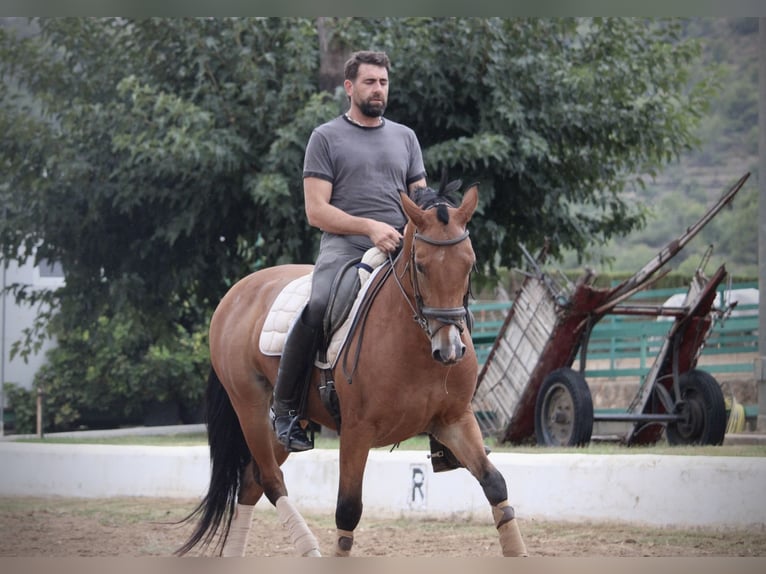Spanish Sporthorse Mix Gelding 7 years 15,2 hh Brown in Valencia