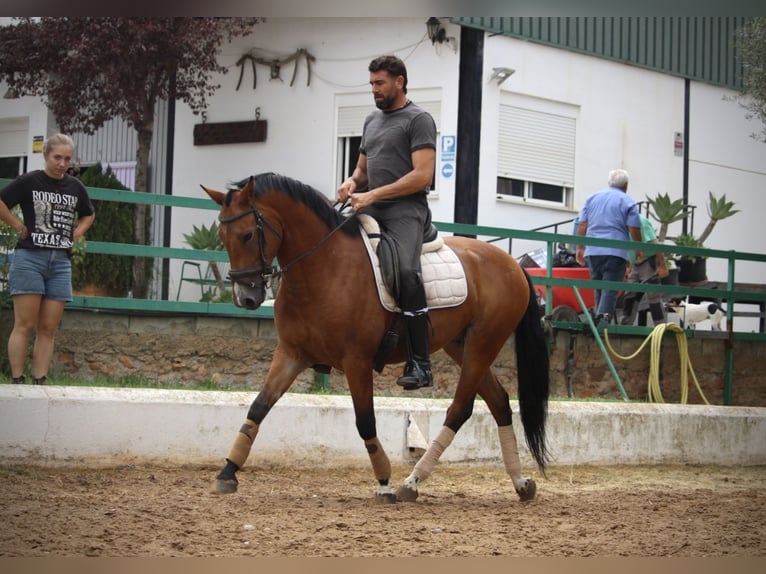 Spanish Sporthorse Mix Gelding 7 years 15,2 hh Brown in Valencia