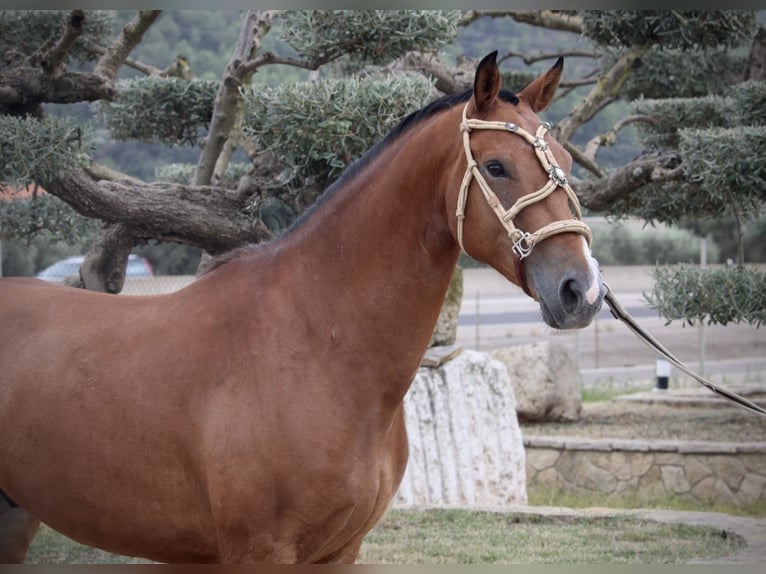 Spanish Sporthorse Mix Gelding 7 years 15,2 hh Brown in Valencia