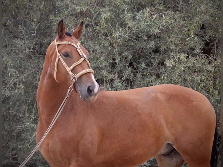Spanish Sporthorse Mix Gelding 7 years 15,2 hh Brown in Valencia