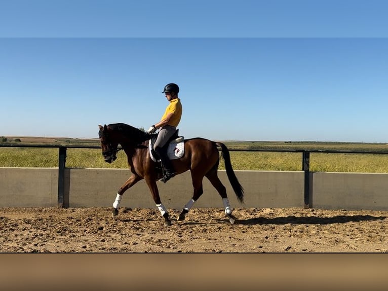 Spanish Sporthorse Gelding 7 years 15,2 hh Brown in Vegas Altas