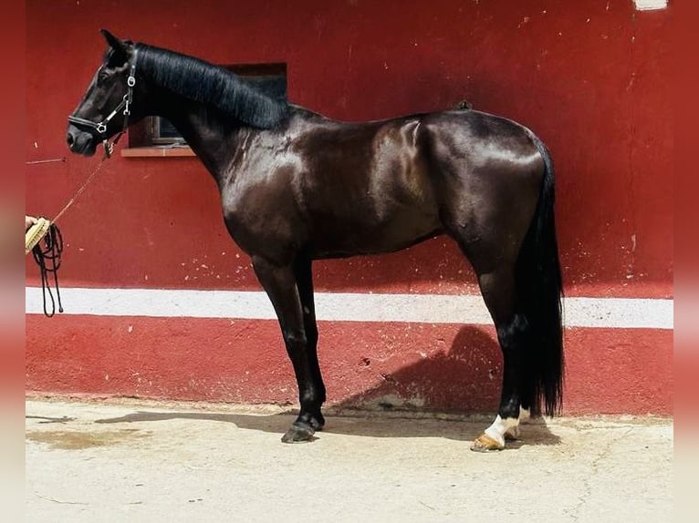 Spanish Sporthorse Gelding 7 years 16,1 hh Brown in Madrid