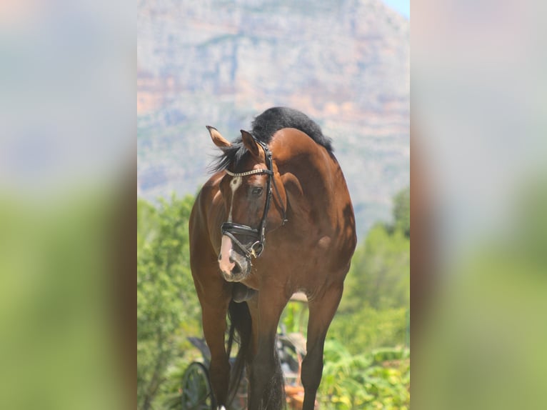 Spanish Sporthorse Gelding 7 years 16.2 hh Bay-Dark in Alicante
