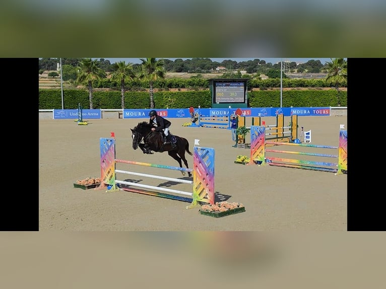 Spanish Sporthorse Gelding 7 years 16,2 hh Black in Castellon De La Plana/Castello De La Pla