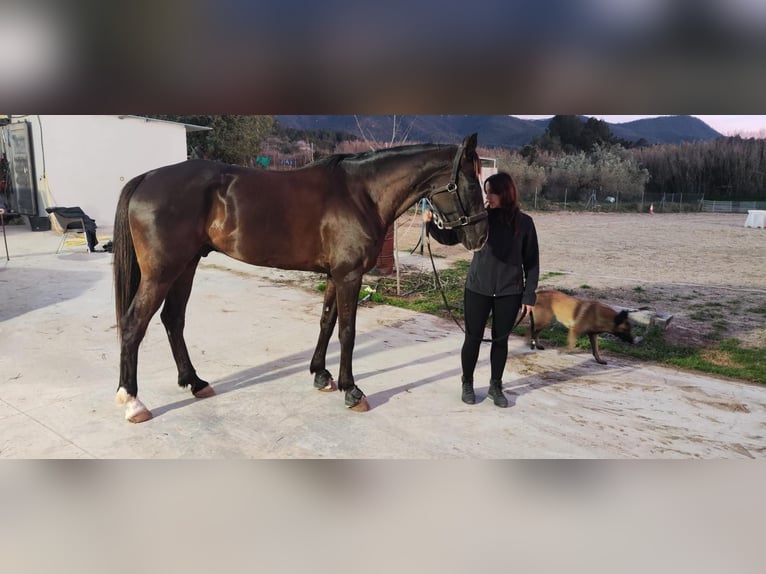 Spanish Sporthorse Gelding 7 years 16,2 hh Black in Puerto De Sagunto