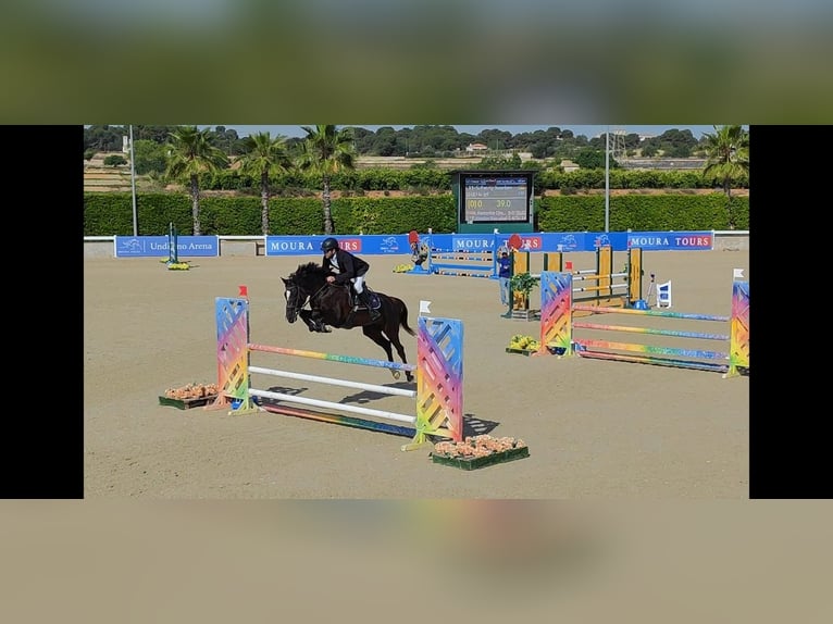 Spanish Sporthorse Gelding 7 years 16,2 hh Black in Puerto De Sagunto