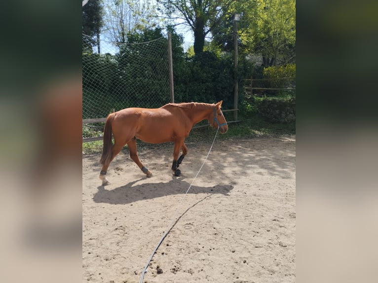 Spanish Sporthorse Gelding 7 years 16,2 hh Chestnut-Red in Olot