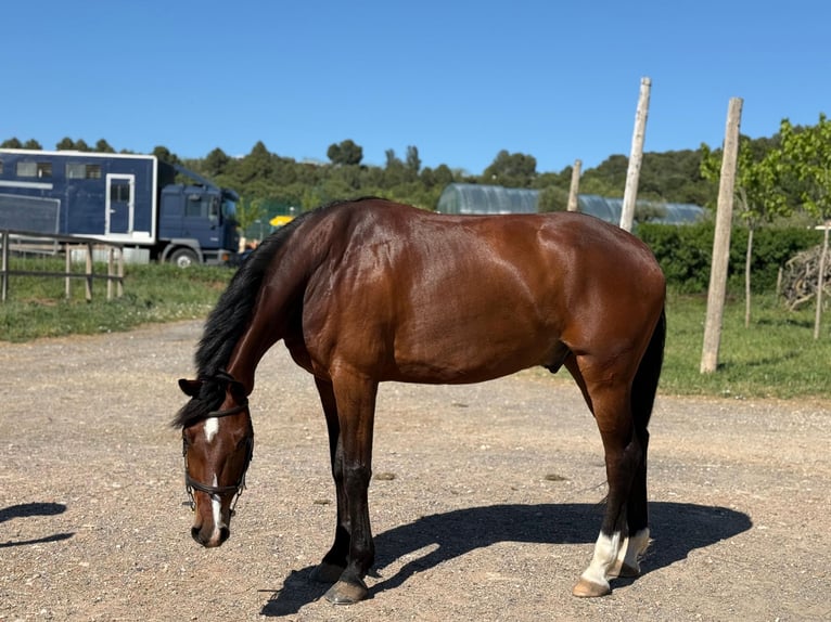 Spanish Sporthorse Gelding 7 years Brown in Montblanc