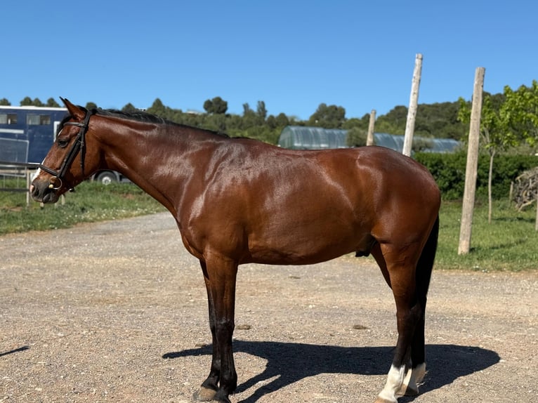 Spanish Sporthorse Gelding 7 years Brown in Montblanc