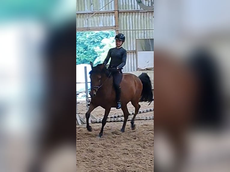 Spanish Sporthorse Gelding 8 years 14,2 hh Brown in Messel