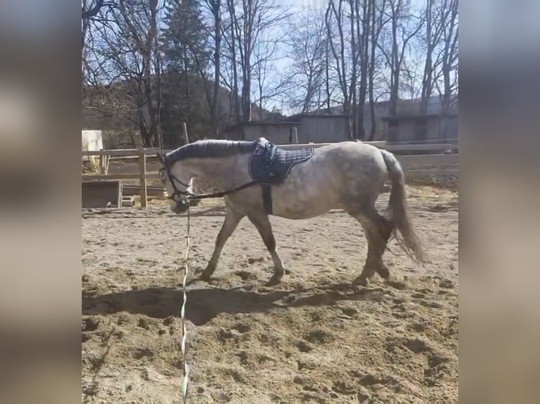 Spanish Sporthorse Gelding 8 years 14,3 hh Gray-Dapple in Immendingen