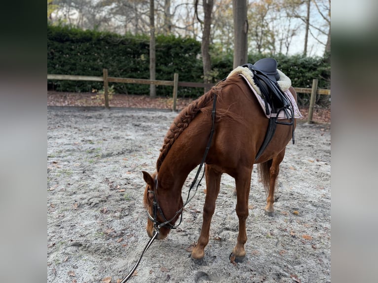 Spanish Sporthorse Gelding 8 years 14,2 hh Chestnut-Red in Bergen op Zoom