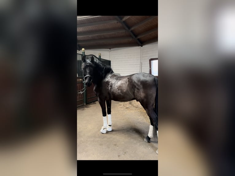 Spanish Sporthorse Gelding 8 years 15,1 hh Black in Wachtendonk