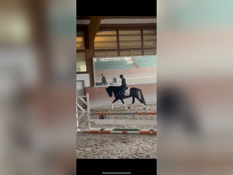 Spanish Sporthorse Gelding 8 years 15,1 hh Black in Wachtendonk