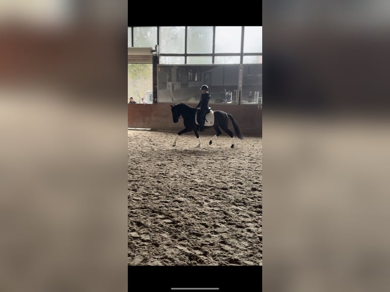 Spanish Sporthorse Gelding 8 years 15,1 hh Black in Wachtendonk