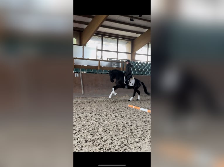 Spanish Sporthorse Gelding 8 years 15,1 hh Black in Wachtendonk