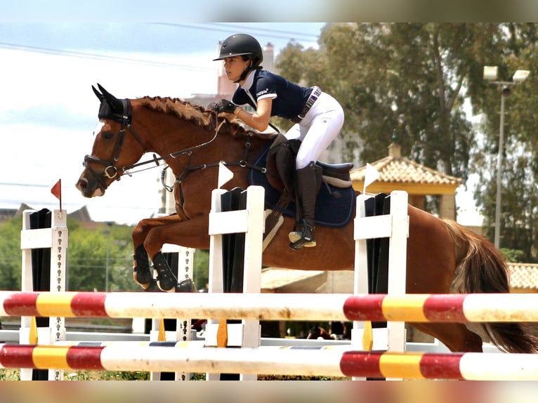 Spanish Sporthorse Gelding 8 years 15,2 hh Chestnut-Red in Sevilla