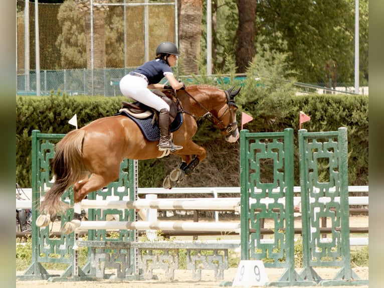 Spanish Sporthorse Gelding 8 years 15,2 hh Chestnut-Red in Sevilla