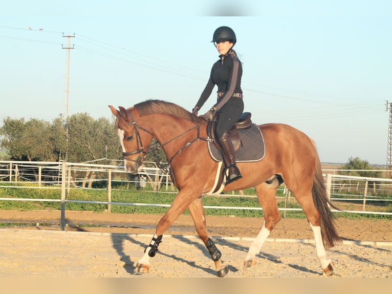 Spanish Sporthorse Gelding 8 years 15,2 hh Chestnut-Red in Sevilla