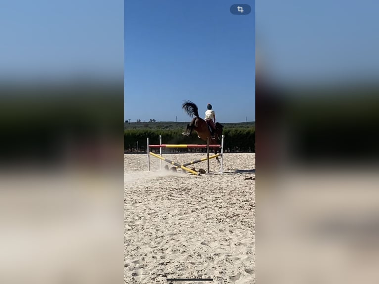 Spanish Sporthorse Gelding 8 years 15,2 hh Brown in Salzhausen
