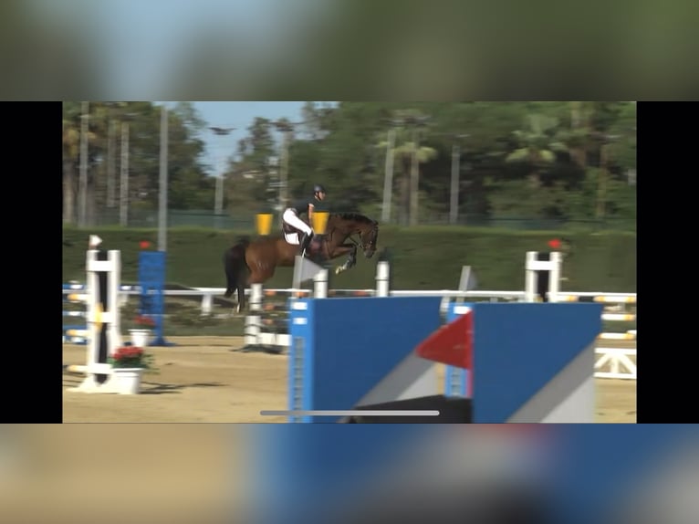 Spanish Sporthorse Gelding 8 years 15,2 hh Brown in Salzhausen