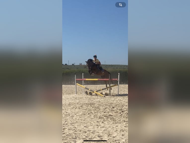 Spanish Sporthorse Gelding 8 years 15,2 hh Brown in Salzhausen