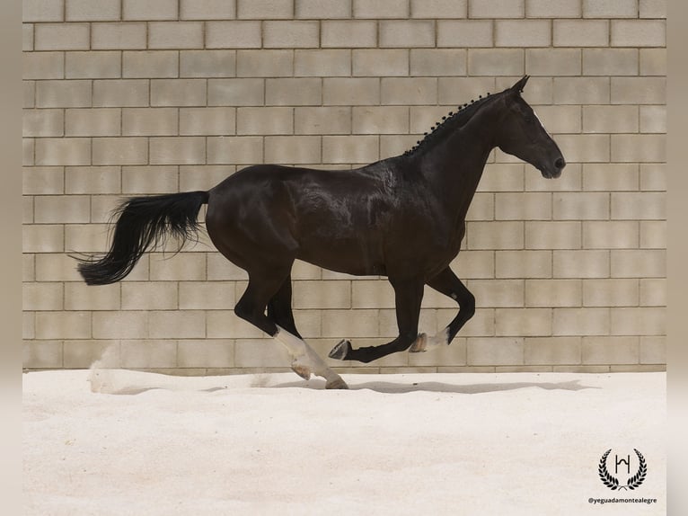 Spanish Sporthorse Gelding 8 years 16,1 hh Black in Navalperal De Pinares