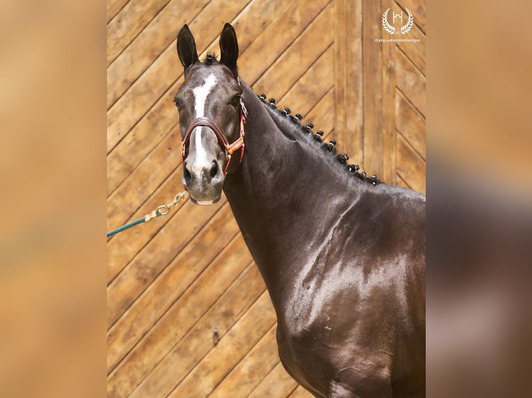 Spanish Sporthorse Gelding 8 years 16,1 hh Black in Navalperal De Pinares