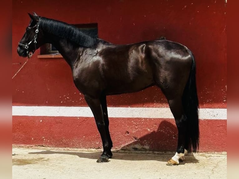 Spanish Sporthorse Gelding 8 years 16,1 hh Brown in Madrid