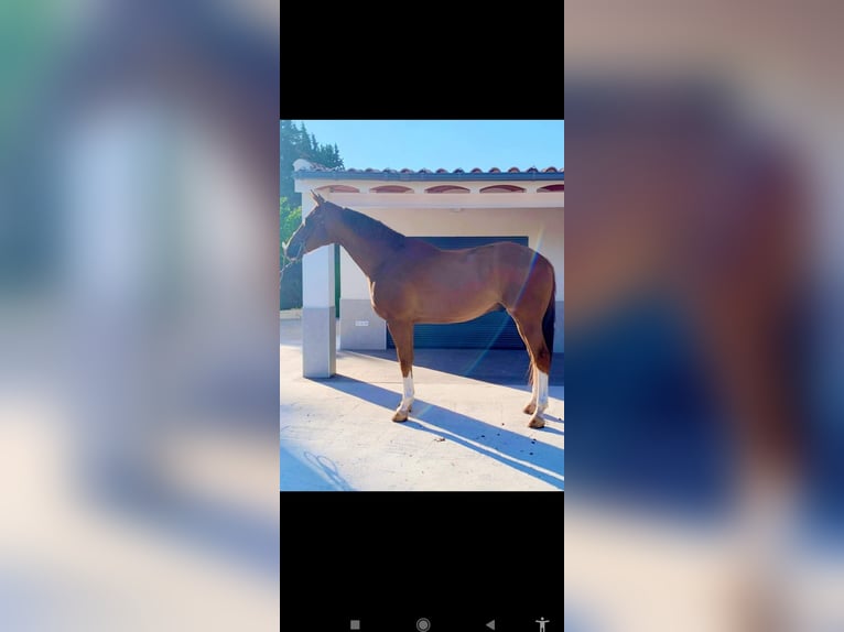 Spanish Sporthorse Mix Gelding 8 years 16,2 hh Chestnut in Murcia