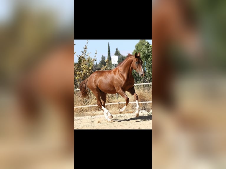 Spanish Sporthorse Gelding 8 years 16,2 hh Chestnut-Red in Caravaca De La Cruz