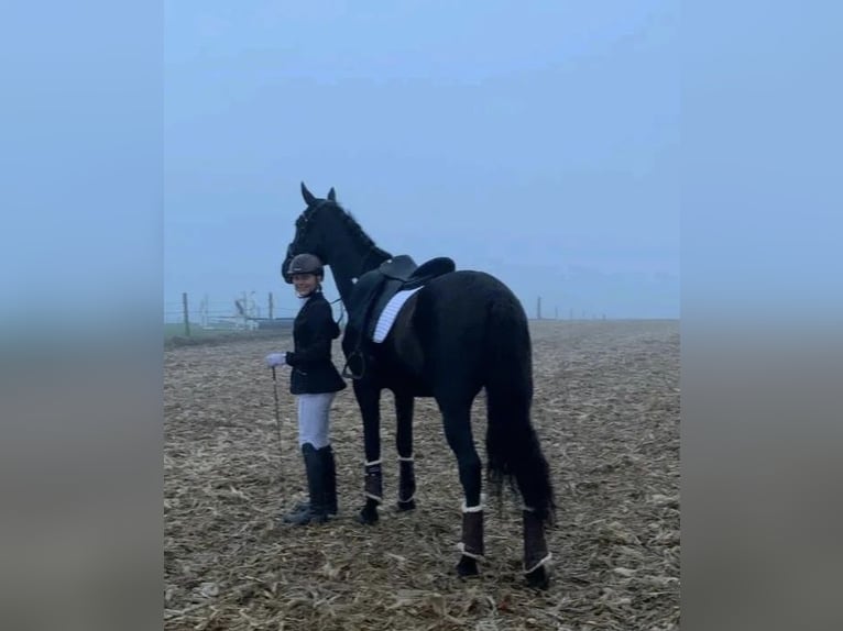 Spanish Sporthorse Gelding 8 years 16.2 hh  in Kollegg