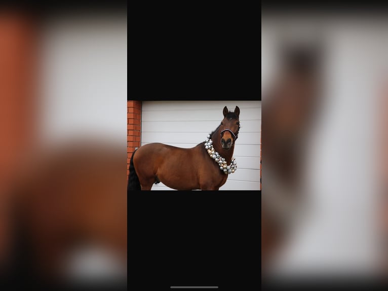 Spanish Sporthorse Mix Gelding 8 years 16 hh Brown in Beelen